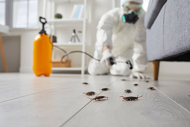 Commercial Rodent Management in Grand Terrace